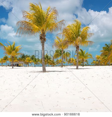 Palm trees on the white sand.