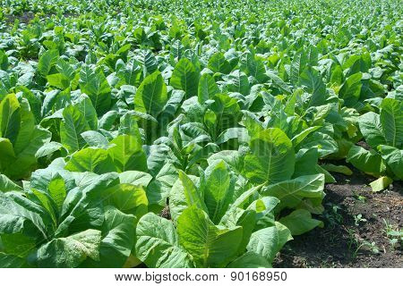 Green Tobacco Plants On A Tobacco Farm At A Sunny Early - Summer Day