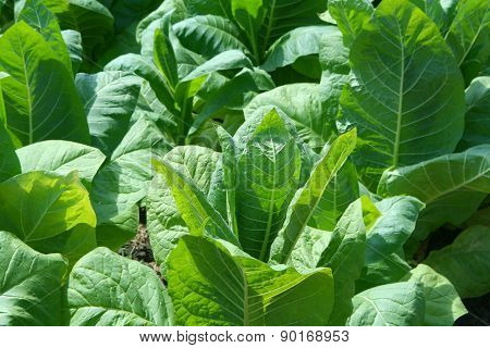 Green Tobacco Plant's Leafes At A Sunny Early-summer Day