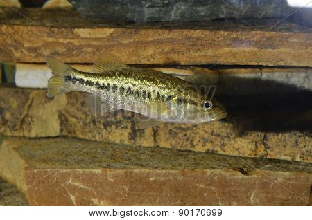 Large Mouth Bass
