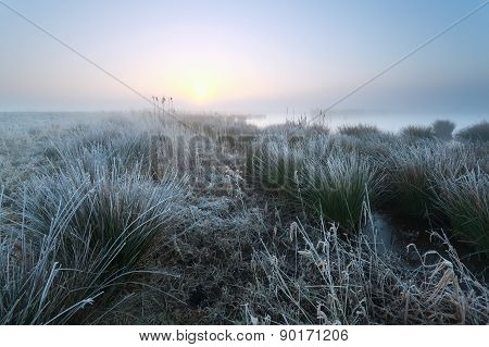 Cold Misty Sunrise On Swamp