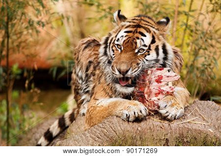Tiger eating his food at the zoo.