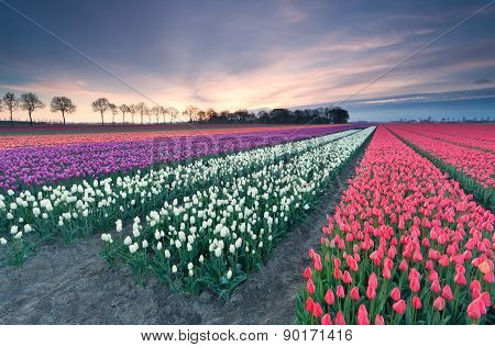 Sunrise Over Colorful Tulip Field
