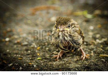 Baby-bird