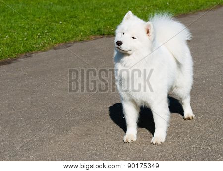 Samoyed waits.