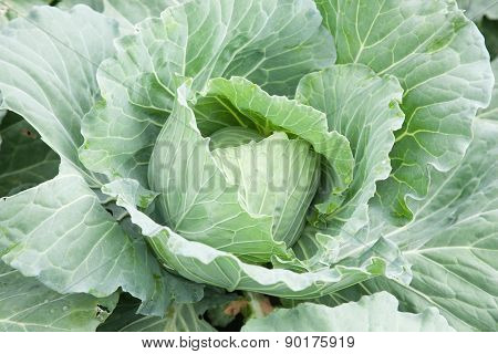Tree cabbage Planted cabbage In agricultural areas. A cabbage that is ready to harvest.
