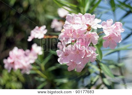 Oleander, Rose Bay Flower With Leave. (nerium Oleander L.)