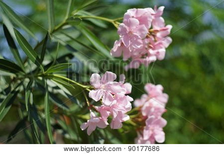 Oleander, Rose Bay Flower With Leave. (nerium Oleander L.)