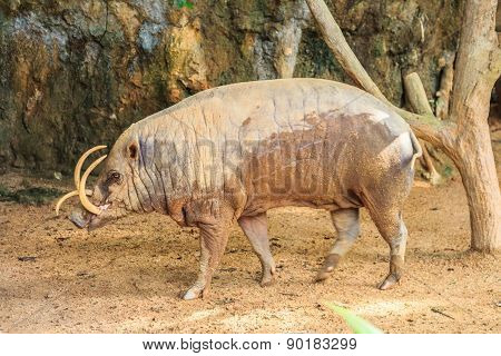 Babirusa In A Zoo
