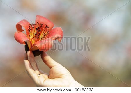 Wood Cotton Flower