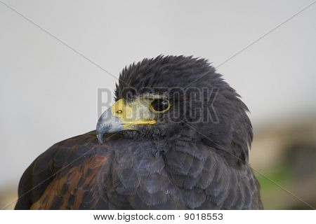 Raubvogel
