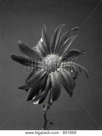Fleur foncé