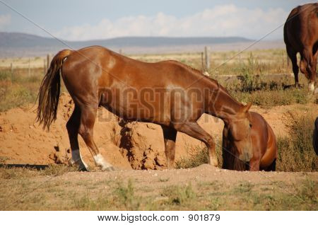 Hest i hullet