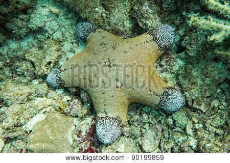 Starfish