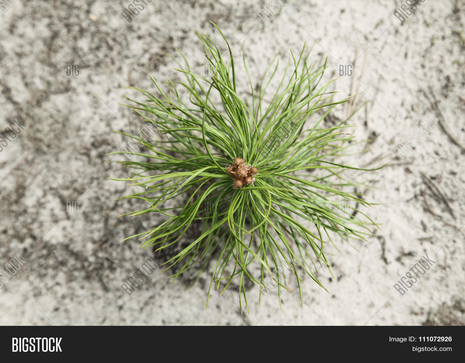 Pine Tree Sapling Image & Photo (Free Trial) Bigstock