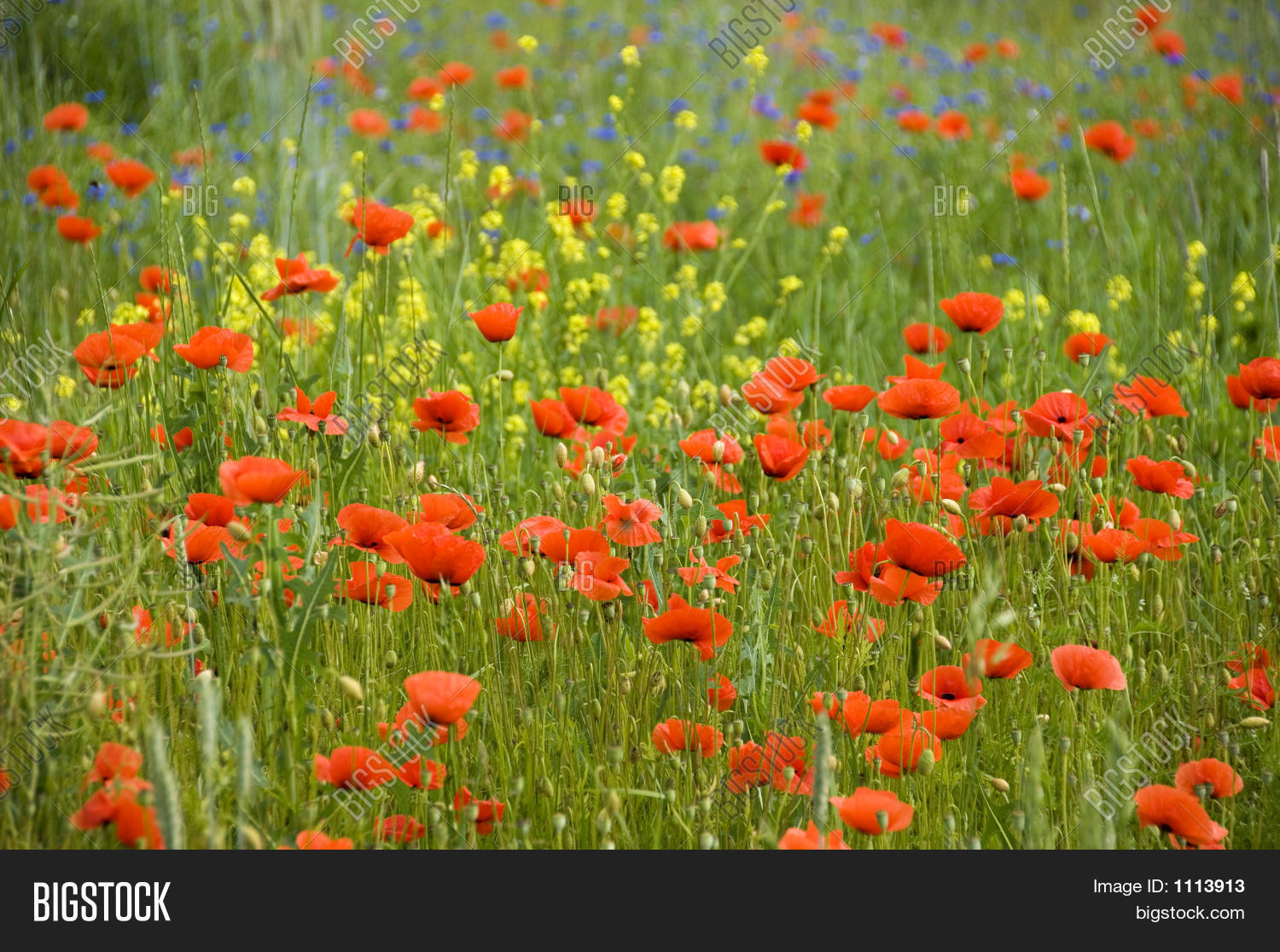 Image Preview