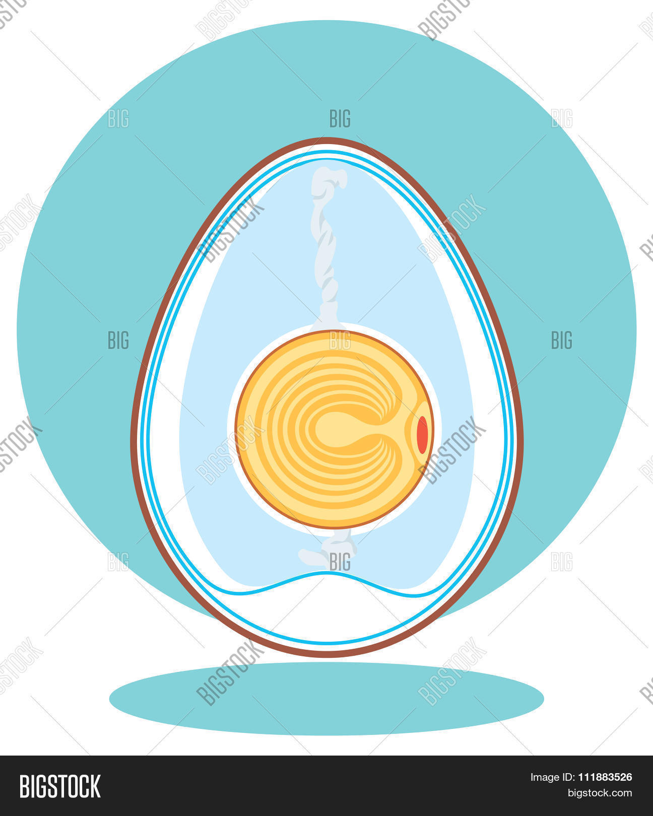 Vector Chicken Embryo Vector Photo Free Trial Bigstock Vector Chicken Embryo Vector Photo Free Trial Bigstock
