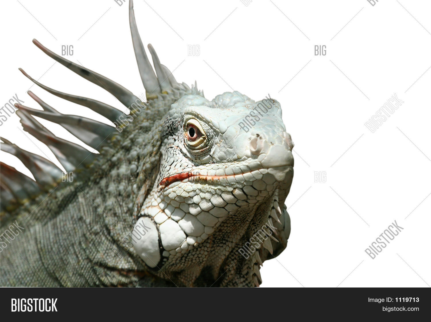 Image Preview