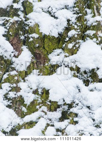 Moss On Tree Background