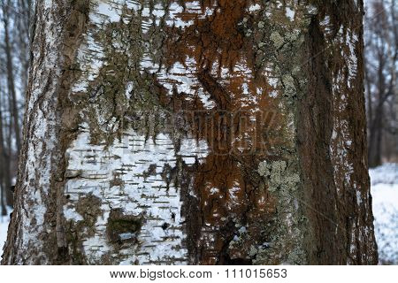 The Trunk Of A Birch Close Up For Background