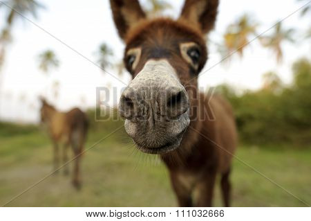 Donkey Funny