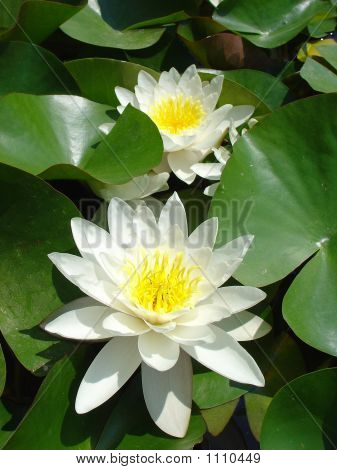 Lily