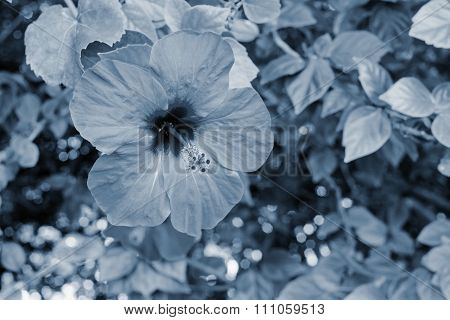 Big Flower On A Bush With Leaves Of Silvery Tone