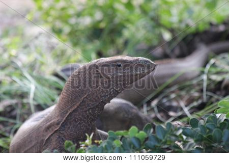 leguan