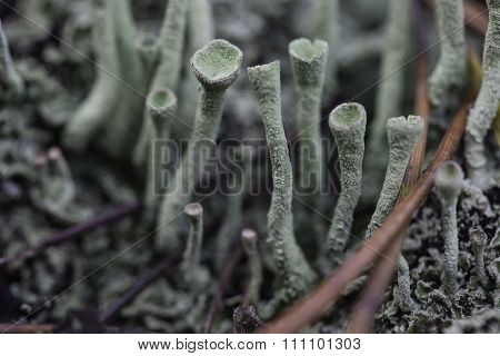 lichen closeup macro cladonia