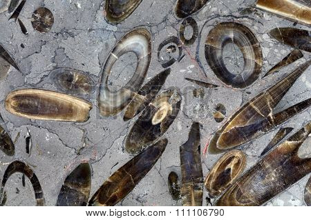 Belemnite Battle Field