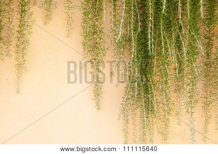 Weeping Rosemary