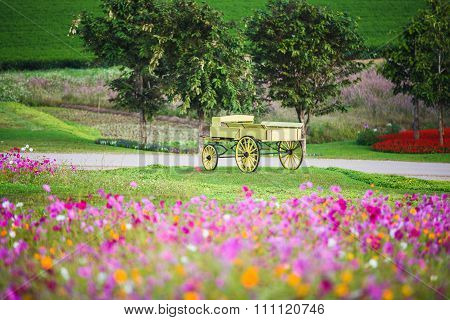 Carriage On Cosmos Flower Of Grassland