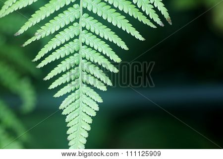 Fern Leaf