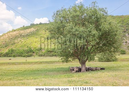 Sheeps standing in the shadow