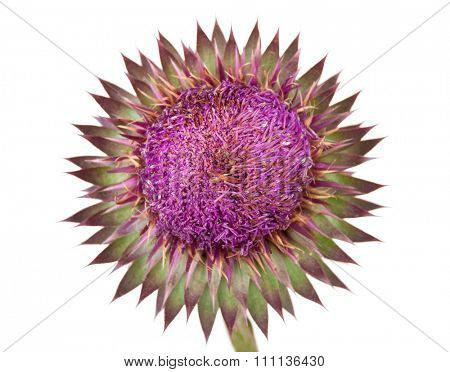 Carduus acanthoides. Flower
