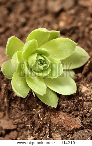 Houseleek