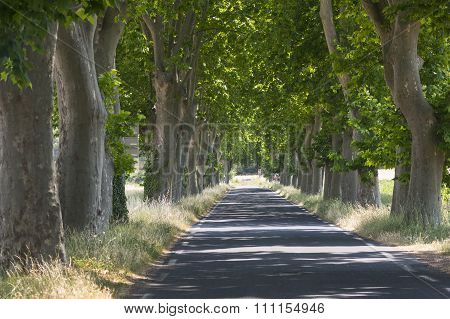 Road With Big Trees In France