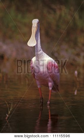 Platalea ajaja