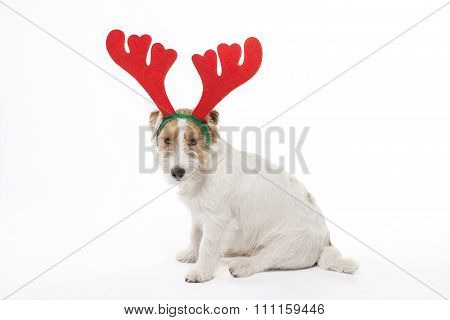 Young dog Jack Russell terrier with deer horns on his had on the white background