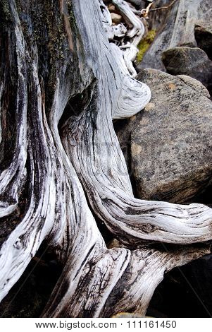Flexible Tree