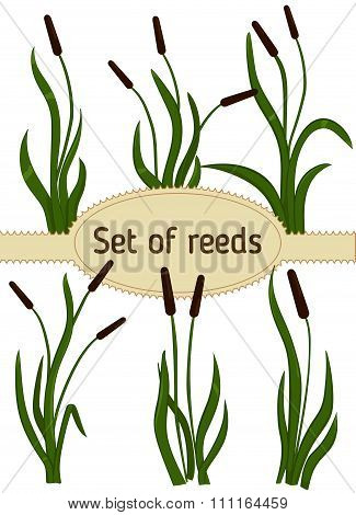 Reeds