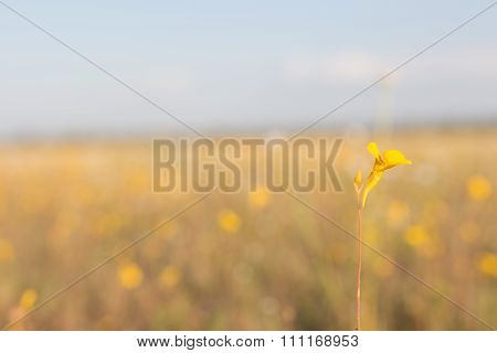 Yellow Flowering Grass