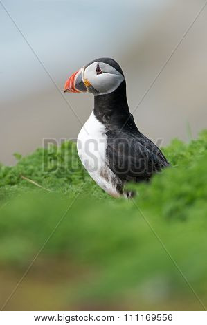 Atlantic Puffin (Alca Arctica)