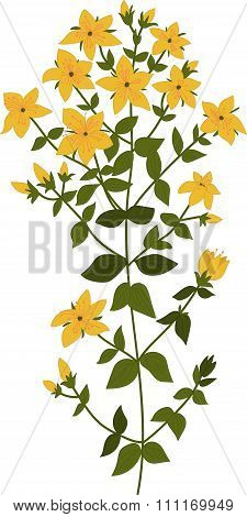 Illustration of the plant Hypericum, isolated vector on a transparent background