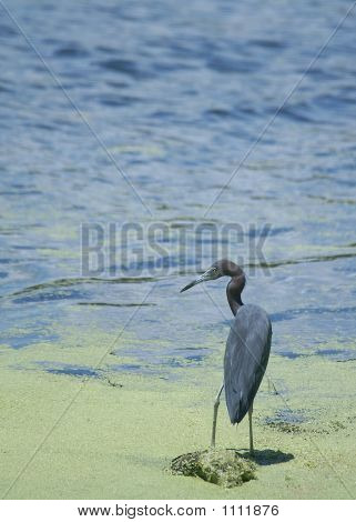 Blue Bird fiskeri