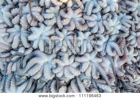 Fresh Squid