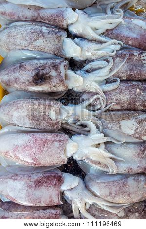 Fresh Squid Thailand