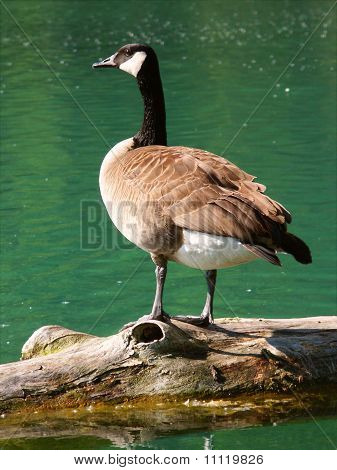 Canada Goose (Branta canadensis)