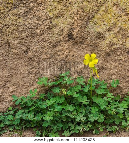 One Yellow Wood Sorrel On The Ground In Front Of The Rock Wall