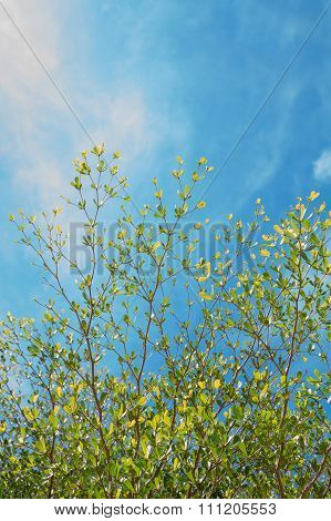 Green Leaf Tree And Blue Sky Background